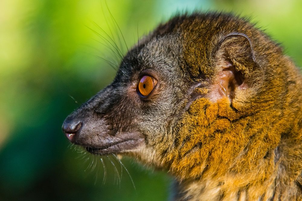Madagascar-Andasibe-Vakona Lodge-Lemur Island Common brown lemur